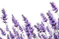 Lavender flowers lavender backgrounds blossom.