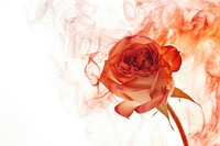 Rose on flame flower plant fragility.