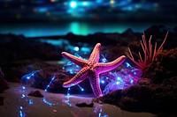Star fish starfish outdoors nature.