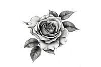 Rose flower tattoo drawing sketch plant.