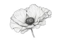 Poppy tattoo drawing flower sketch.
