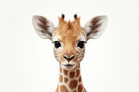Baby animal wildlife giraffe mammal.