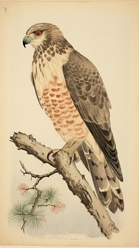 Hawk buzzard animal bird.