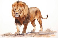 A lion animal wildlife mammal.