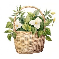 Watercolor botanical on basket flower plant white background.