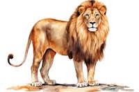 A lion animal mammal white background.