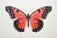 Butterfly animal insect red.