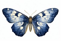 Indigo moth butterfly animal insect.