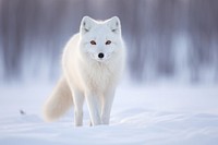 Arctic fox in snowy wilderness