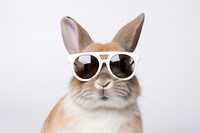 A rabbit with sunglasses mammal animal rodent.