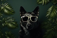 A wolf with sunglasses mammal animal plant.