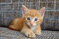 Ginger animal mammal kitten.