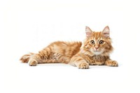 Ginger cat mammal animal kitten.