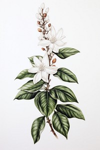 Stunning coffee flower sketch drawing.