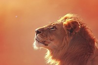 Lion side portrait profile wildlife mammal animal.