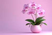 Orchid blossom flower plant.