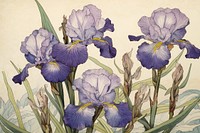 Ukiyo-e art iris flower plant petal.