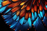 A butterfly wing with blue and orange backgrounds pattern illuminated.