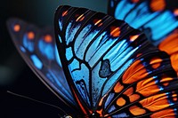 A butterfly wing with blue and orange animal insect invertebrate.