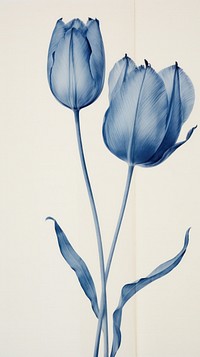 Blue Tulip flower tulip plant.