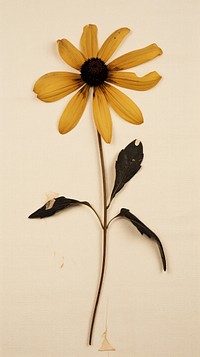 Black-Eyed Susan flower sunflower petal.