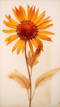 Blanketflower sunflower plant petal.
