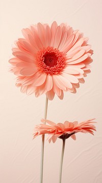 Gerbera flower petal daisy.