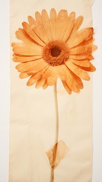 Gerbera flower sunflower petal.