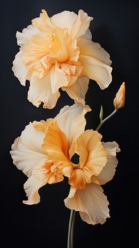 Daffodil flower gladiolus daffodil blossom.