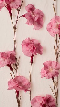 Dianthus flower backgrounds blossom.