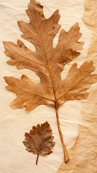 Oak Leaf leaf textured plant.