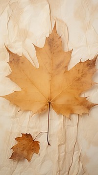 Maple leaf maple backgrounds plant.