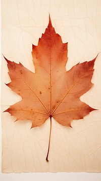 Maple leaf maple plant paper.
