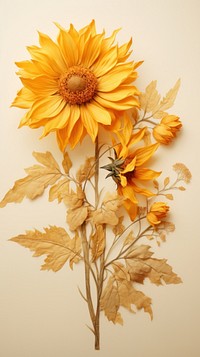 Sunflower sunflower plant petal.