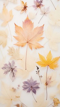Real pressed maple leaves backgrounds plant leaf.