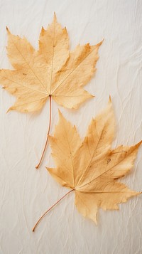 Real pressed maple leaves plant paper leaf.