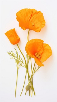 Real pressed california poppy flowers petal plant red.