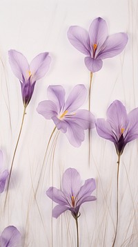 Real pressed crocus flowers blossom purple petal.