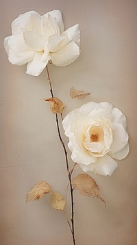 Real pressed white rose flowers blossom plant petal.