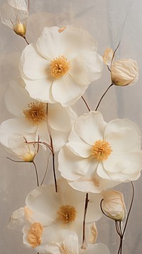 Real pressed white rose flowers blossom petal plant.