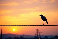 Bird silhouette sky outdoors animal.