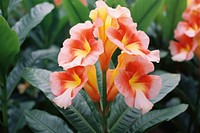 Canna Tropical flower gladiolus petal plant.