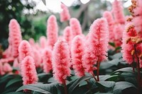 Chenille plant Tropical flower outdoors blossom nature.