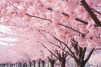 Cherry blossom tree flower plant inflorescence.
