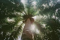 Coconut tree outdoors nature plant.