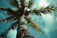 Coconut tree outdoors plant tranquility.