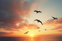 Flying group of bird silhouette sky sun outdoors.