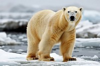 Polar bear wildlife standing animal.