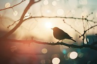 Robin bird sunlight outdoors nature.