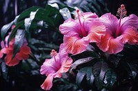 Tropical flower hibiscus blossom plant.